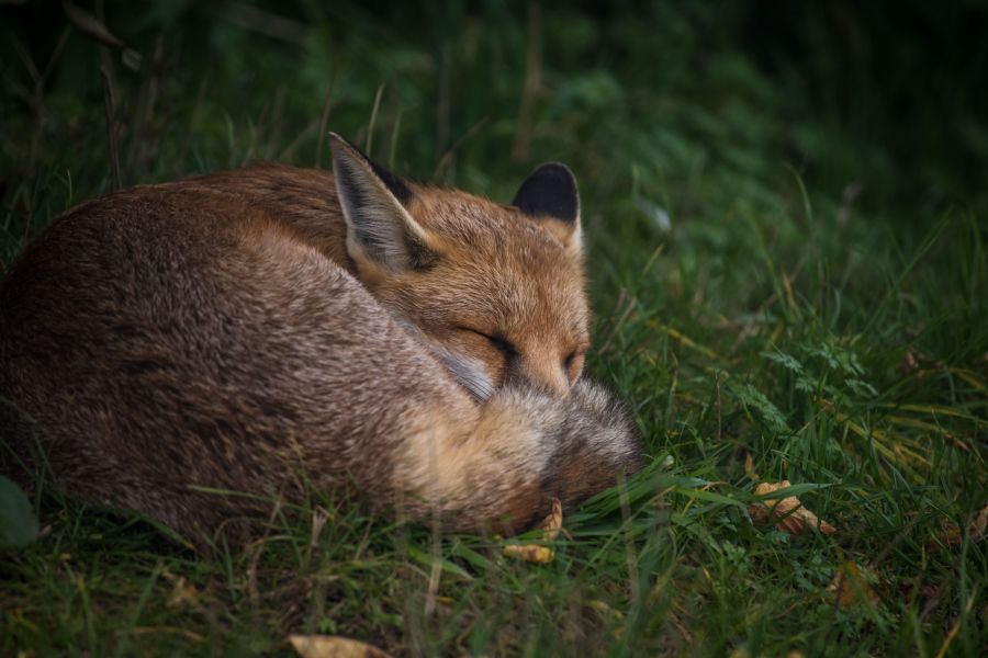 Fox sculptures – Sarah Brabbin Art