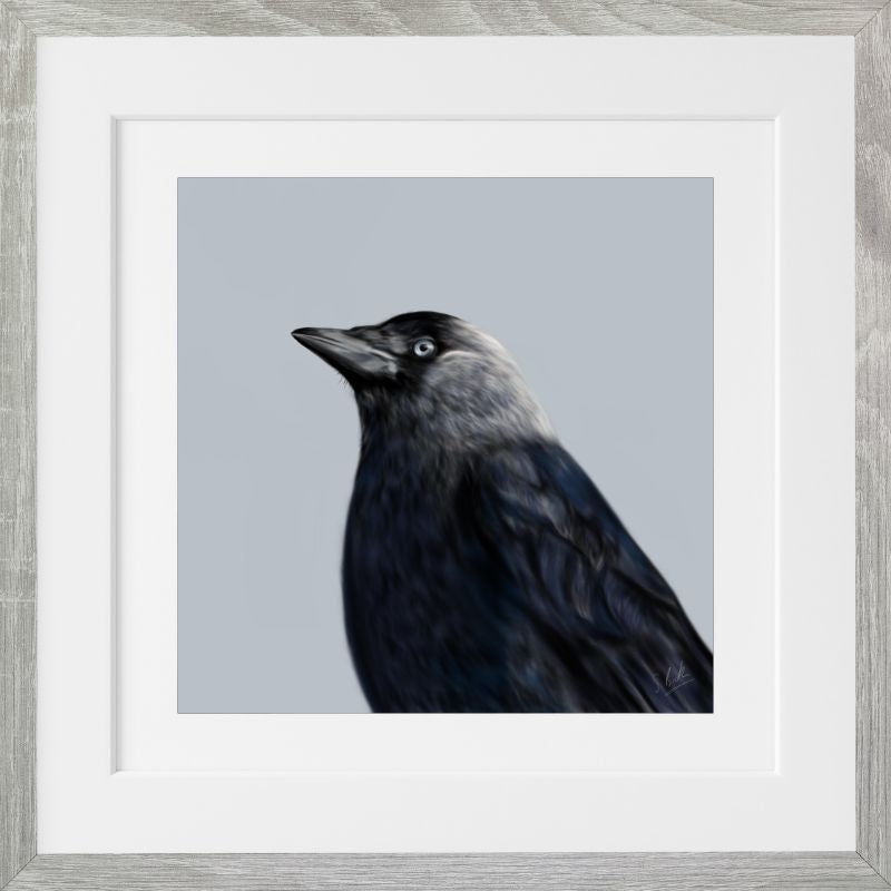 Jackdaw - Downloadable Art