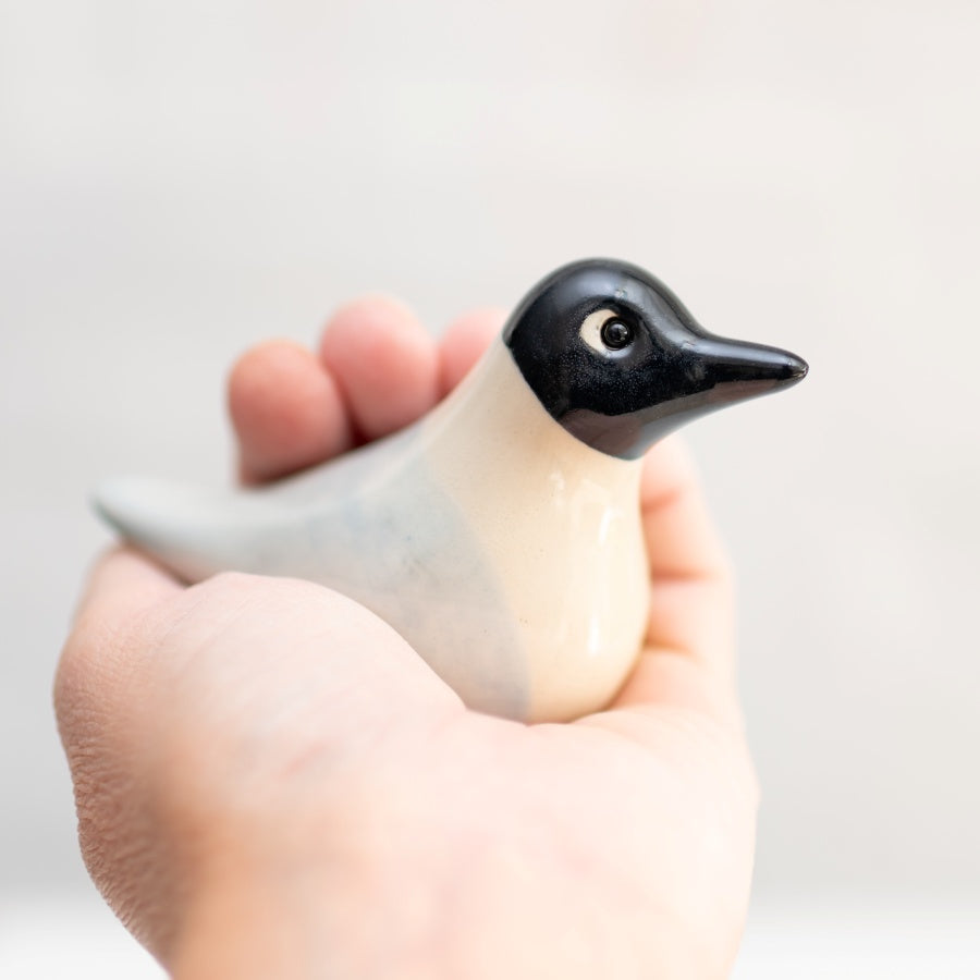 Black Headed Gull