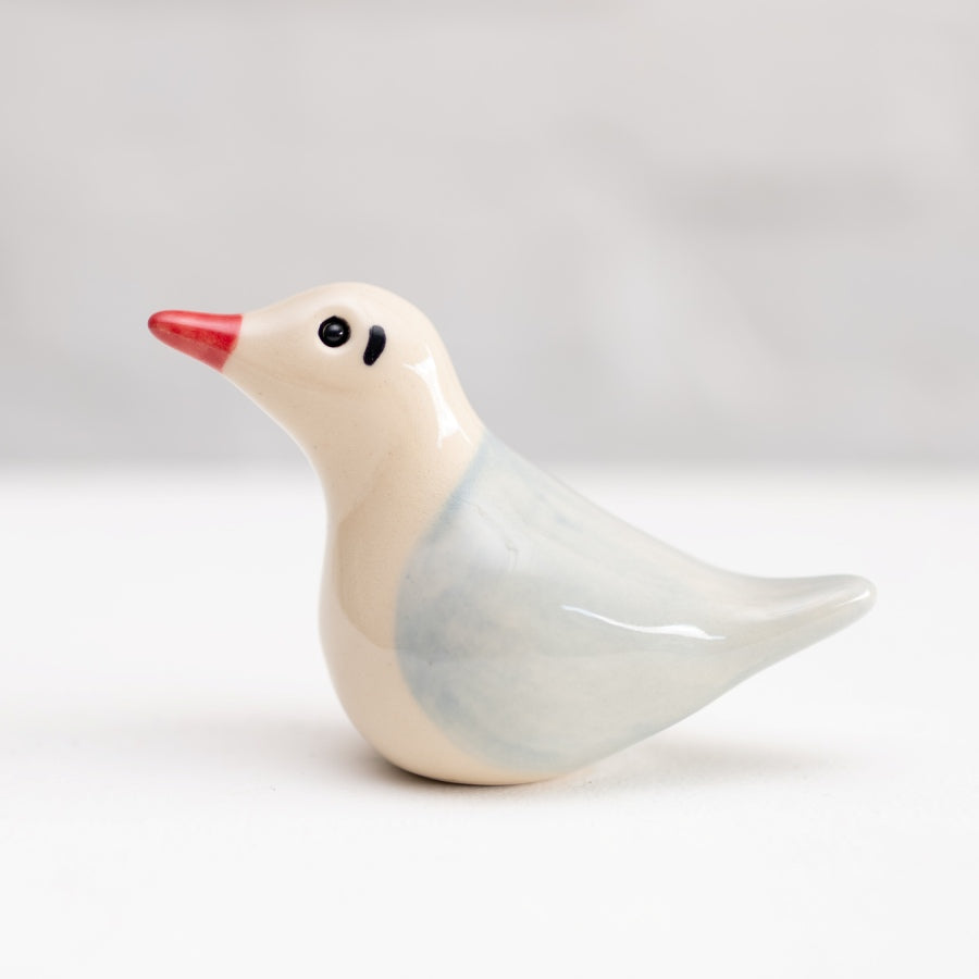 Black Headed Gull - Youngster