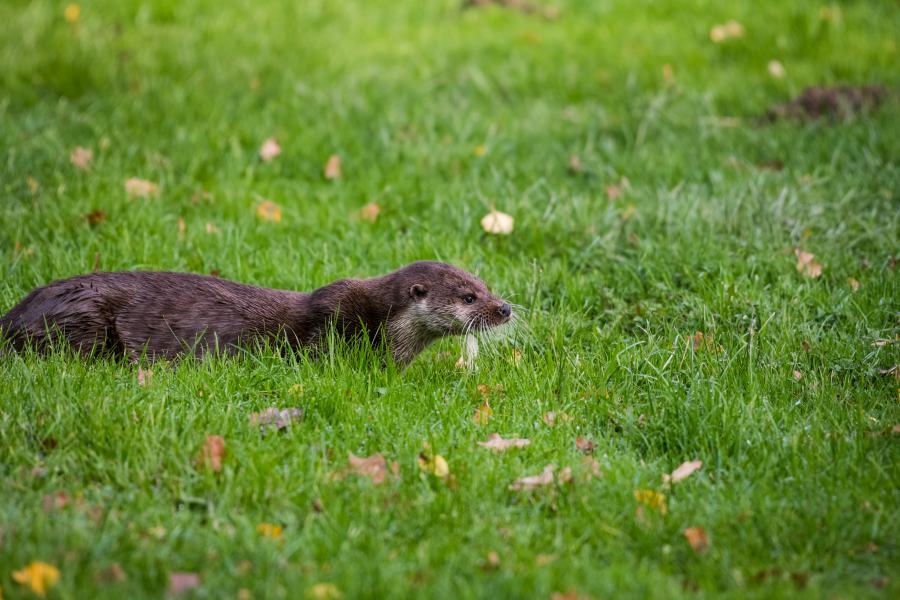 Natural finish Curly Otter