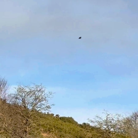 Buzzards behind the studio