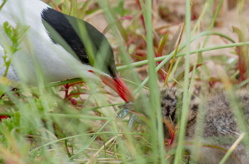 Arctic Tern feeding fish to their chick amongst the grass