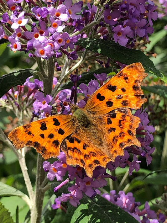 The Artist’s Way – A Spiritual Path to Higher Creativity. Part 1.