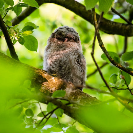 Celebrating International Owl Day