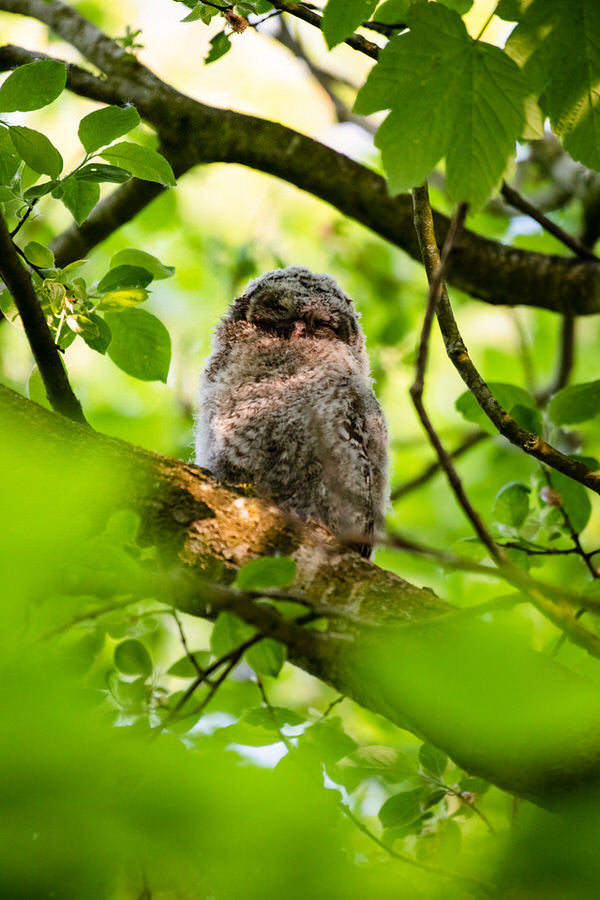 Baby Owl in the tree canopy