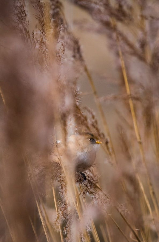 Big hills and bearded reedlings