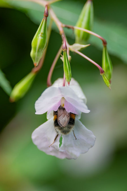 A bumble bee bum sticking out of a Himalayan Balsam flower
