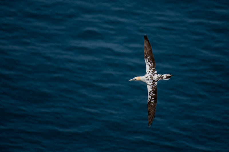 Young Gannet flying over the blue sea at Bempton Cliffs