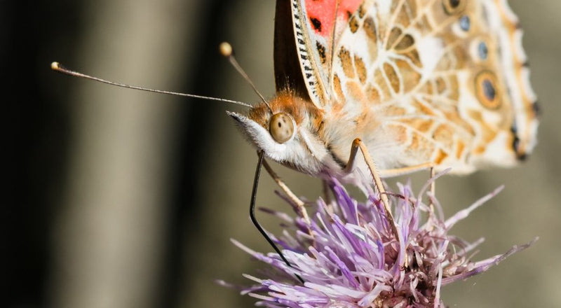 Time flies when you're bothering butterflies