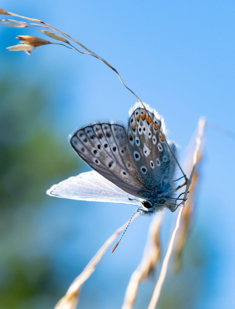 Common Blue Butterfly against a blue sky