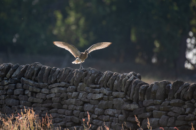 A Curlew on a wall with wings outstretched