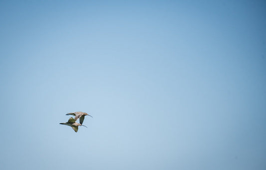 The Curlews are back!