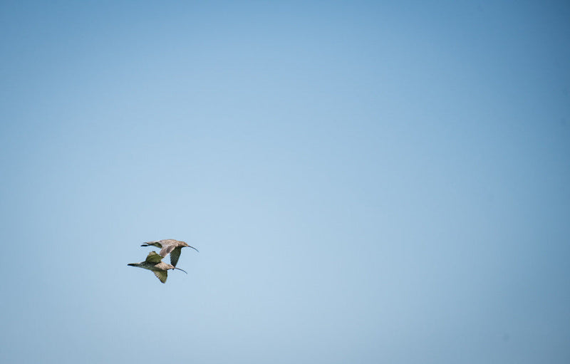 The Curlews are back!