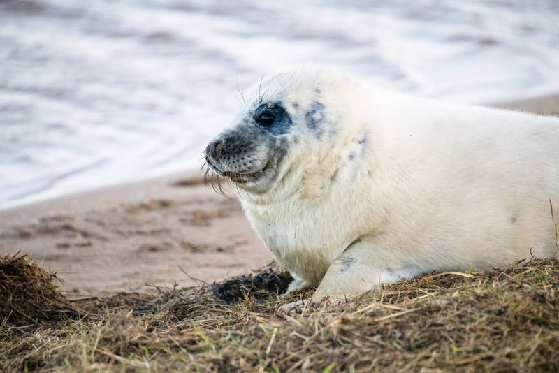 A seal pup at Donna Nook Nature Reserve