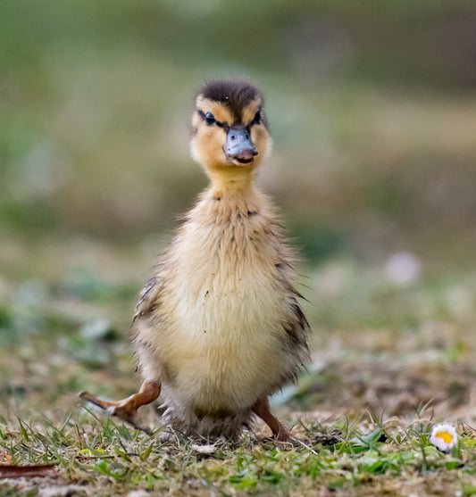 The Artist’s Way – A Spiritual Path to Higher Creativity. Part 2