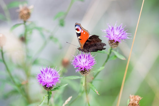 Peacock Butterfly