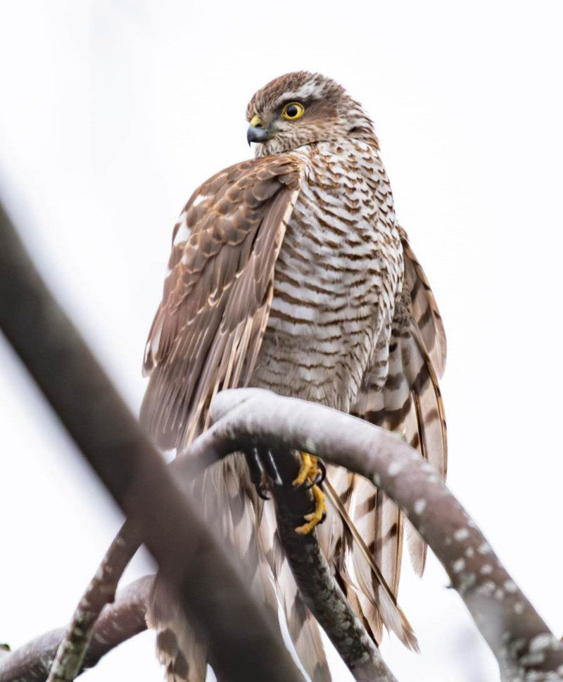 Female Sparrowhawk sat on a branch in my garden