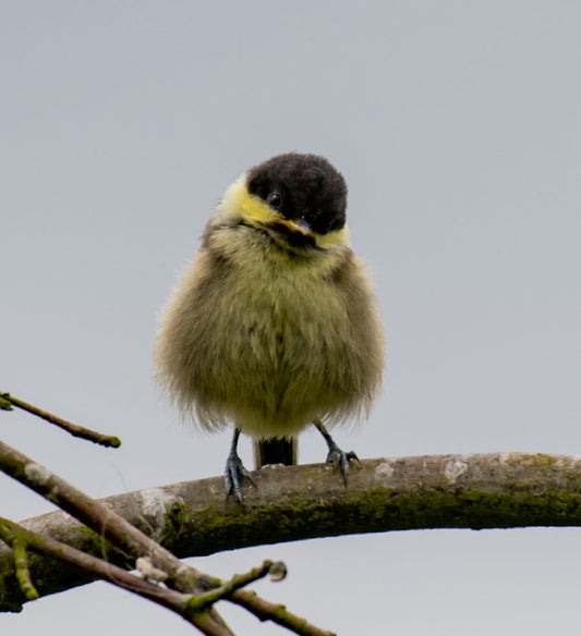 The studio fledglings!