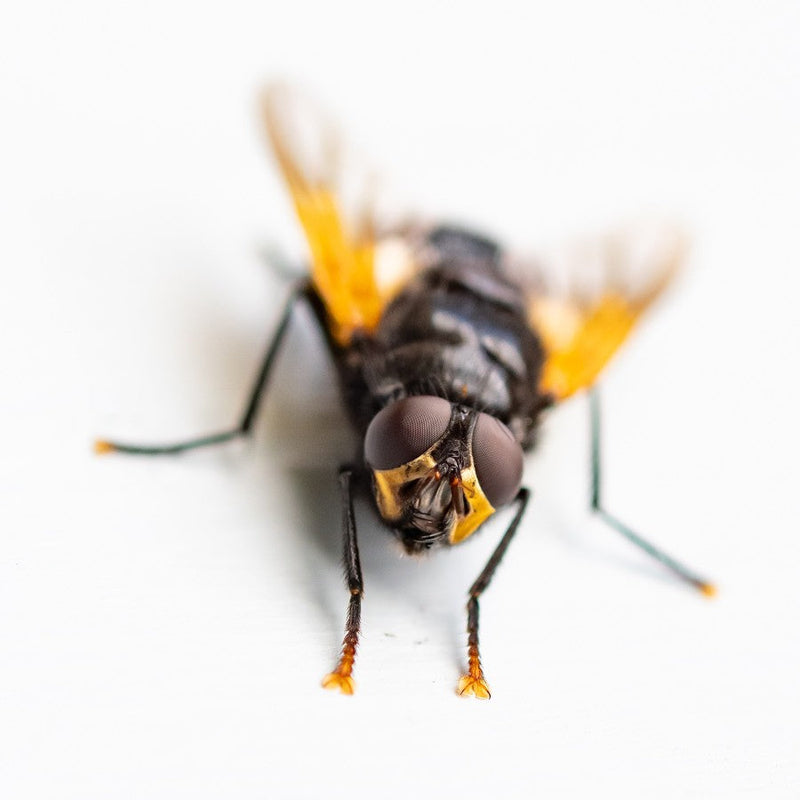 An eye catching closeup of a fly on a white background