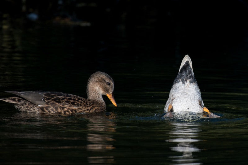 A female Gadwall Duck watches a Male up-end and dabble