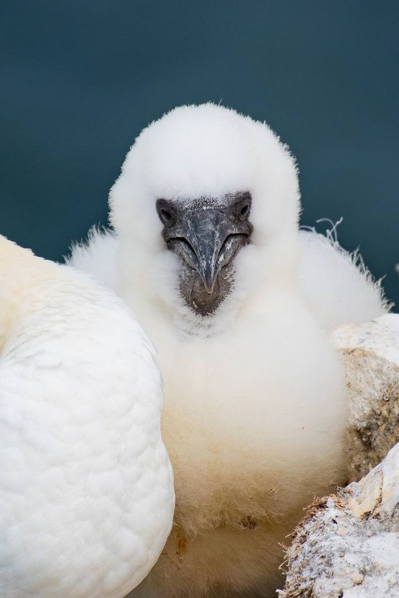 Another visit to Bempton Cliffs