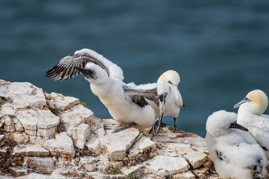 Gannet chick stretching its wings