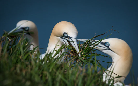 Walkabout on Bempton Cliffs