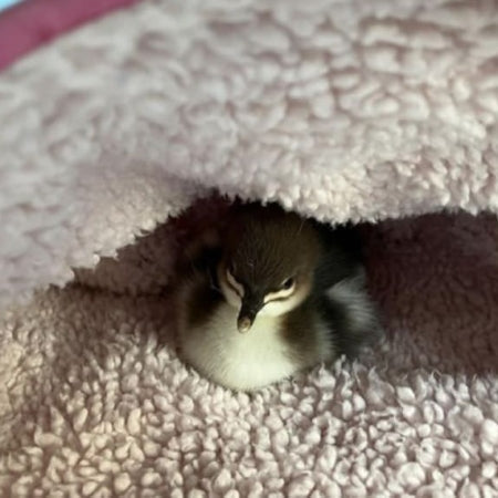 Rescue Goosander chick