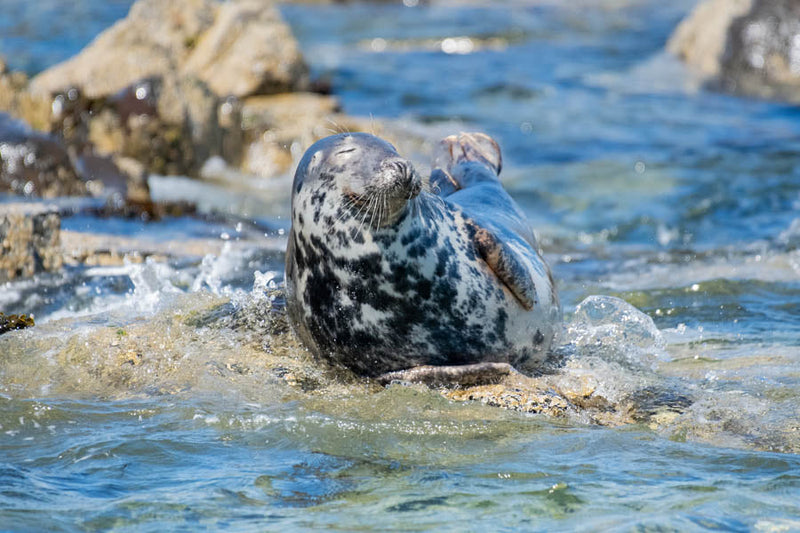 A Grey Seal lounging in the sea in the sunshine