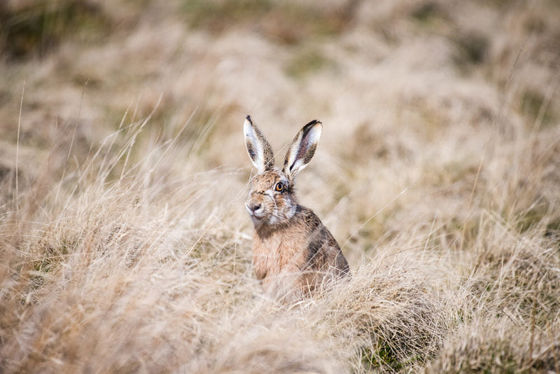 A hare sat amongst a grassy field