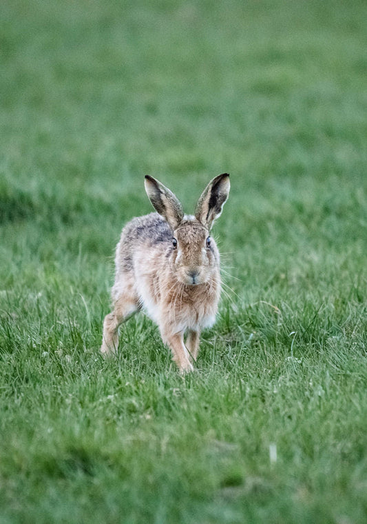 Moon gazing with the hares