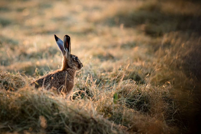 A brown hare sitting in a grassy field with the sunlight behind it