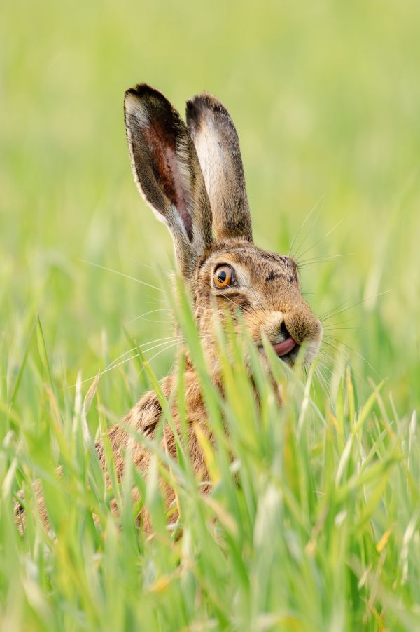 A brown hare hidden in the grass with their tongue uo a nostril