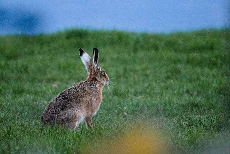 Hare gazing at the moon on the horizon