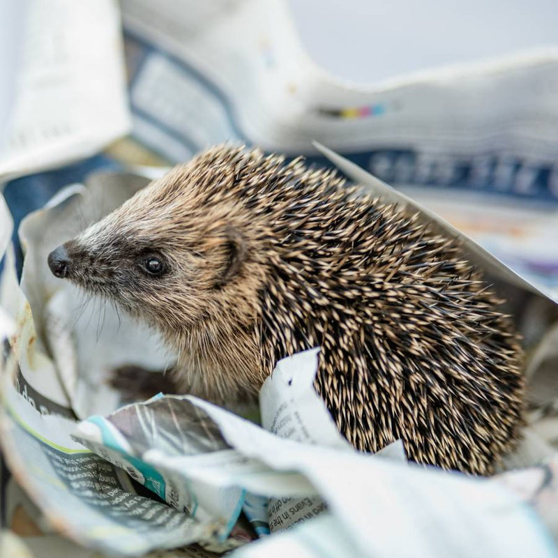 A hoglet in some newspaper at a local rescue