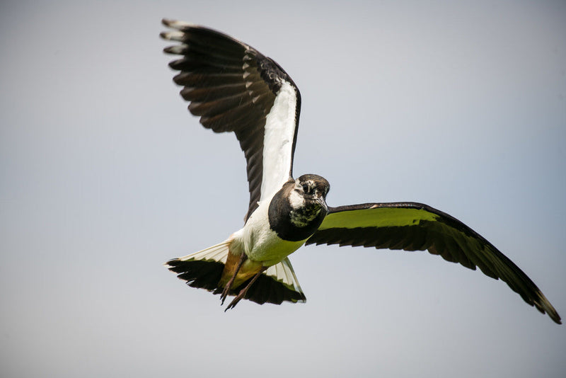 Lapwings are back