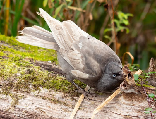 WWT Slimbridge Exhibition