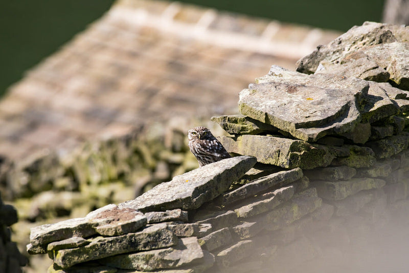 A Little Owl on a stone wall