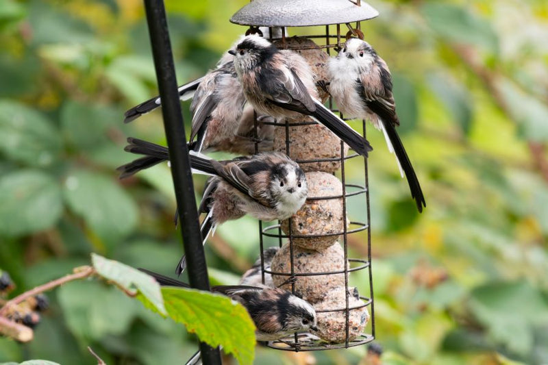 Long Tailed Tits on a garden bird feeder