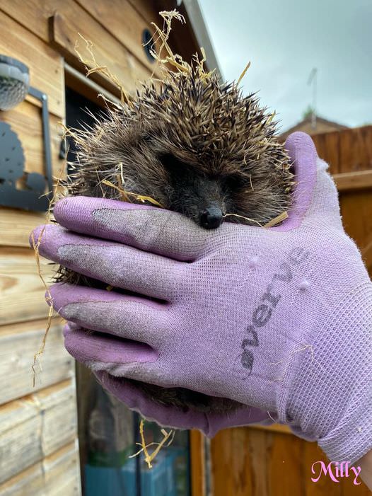 Milly the hedgehog in the hands of a hedgehog rehabilitator