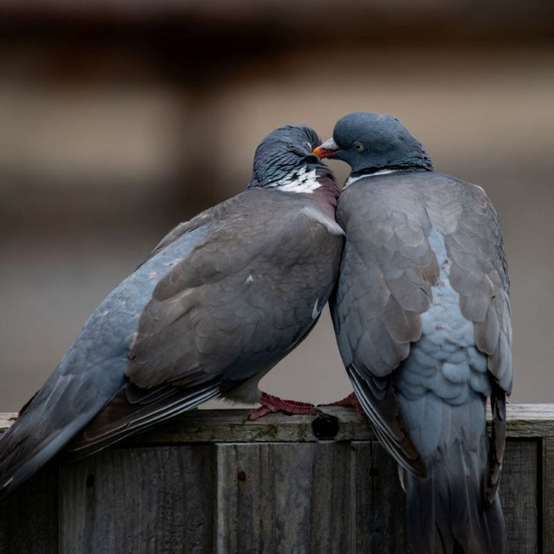 A pair of Woodpigeons loving each other on a wooden fence