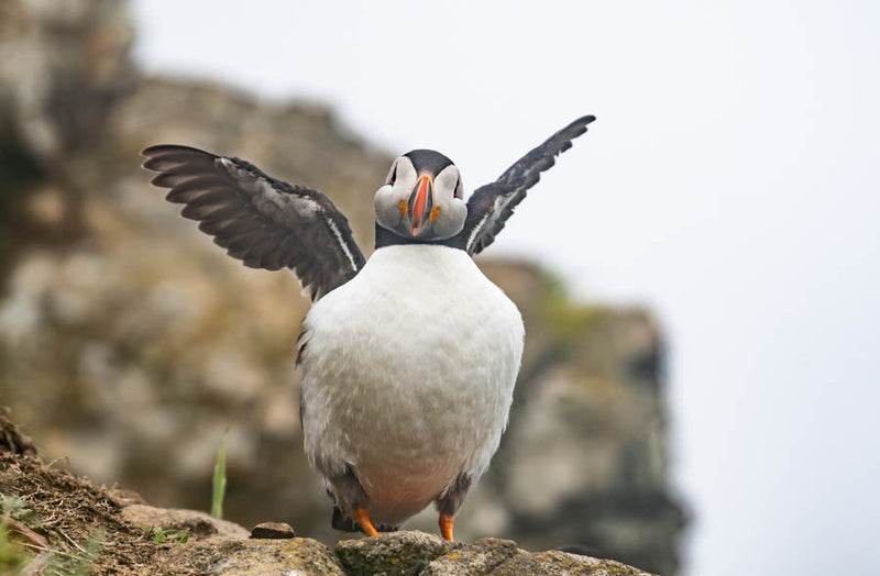 Puffin on Skomer island flapping its wings