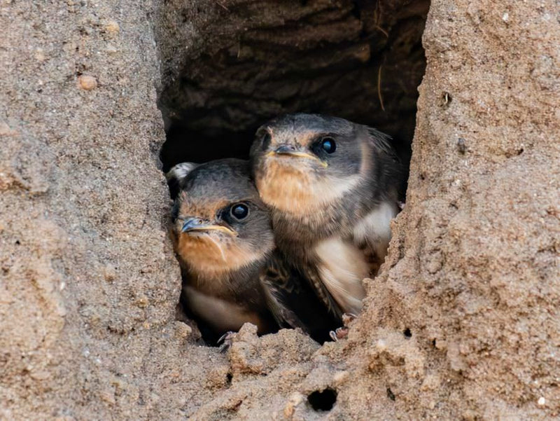 Two Sand Martin chicks in a nest hole