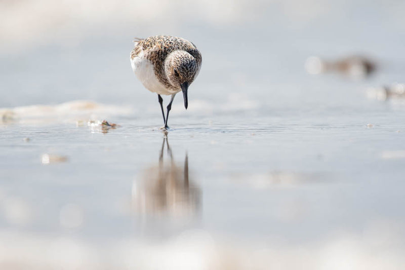 Sanderling walking along the sand