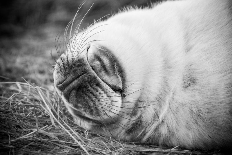 A Grey seal pup's nose in black and white