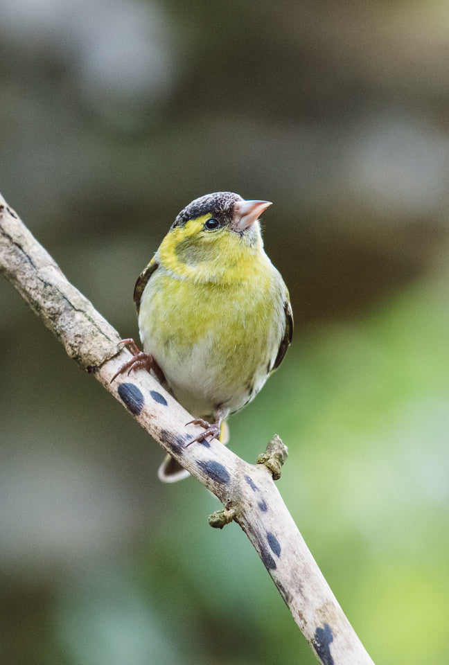 Siskins!