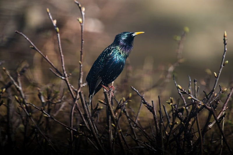 A Starling bird perched on a bush in the sunshine