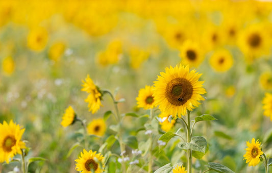Bee on a sunflower in a field of sunflowers