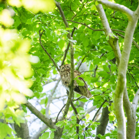 A Tawny Owl in a green tree canopy